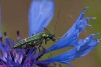 Oedemera nobilis