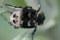 Valgus hemipterus