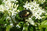 Cetonia aurata