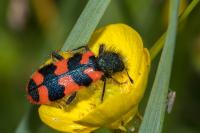Trichodes alvearius
