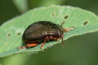 Chrysolina bankii