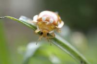 Halyzia sedecimguttata