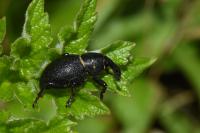 Liparus coronatus