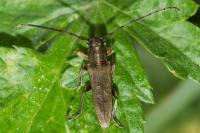 Phytoecia nigricornis