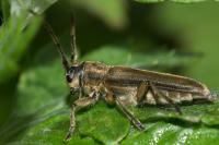 Phytoecia nigricornis