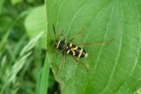 Clytus arietis