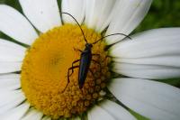 Rutpela nigra