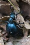 Meloe violaceus