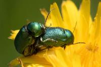 Cryptocephalus