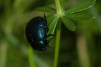 Timarcha goettingensis