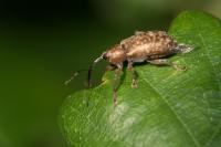 Dorytomus longimanus