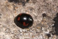 Exochomus quadripustulatus
