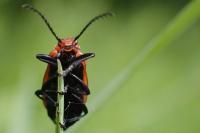 Pyrochroa serraticornis