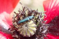 Psilothrix viridicoerulea