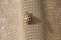 Tytthaspis sedecimpunctata