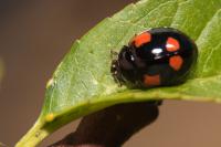 Adalia bipunctata