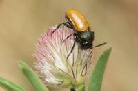 Labidostomis longimana