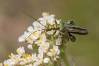 Oedemera nobilis