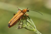 Oedemera podagrariae