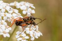 Stenopterus rufus