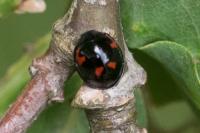 Exochomus quadripustulatus