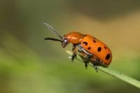 Crioceris duodecimpunctata