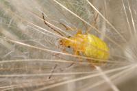 Cteniopus sulphureus