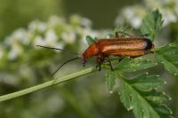 Rhagonycha fulva