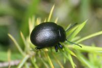 Timarcha goettingensis