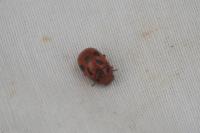 Gonioctena fornicata