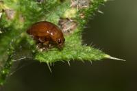 Sphaeroderma testaceum