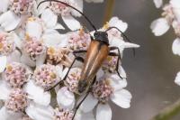 Stenurella melanura