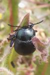Timarcha goettingensis