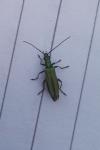 Oedemera nobilis