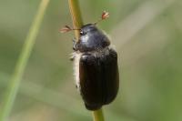 Amphimallon atrum