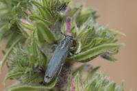 Opsilia coerulescens