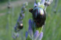 Chrysolina americana