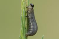 Crioceris duodecimpunctata