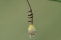 Crioceris duodecimpunctata