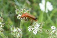 Rhagonycha fulva