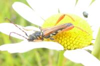 Stenopterus rufus