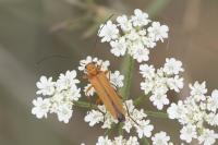 Oedemera podagrariae