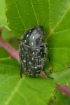 Oxythyrea funesta