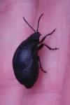Galeruca tanaceti
