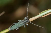 Opsilia coerulescens
