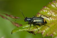 Clanoptilus elegans