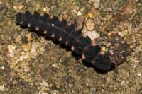 Lampyris noctiluca