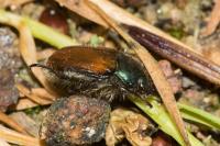Phyllopertha horticola