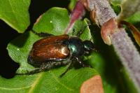Phyllopertha horticola