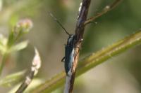 Opsilia coerulescens